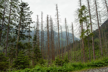 Beautiful pine trees on background high mountains