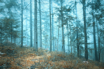 Fototapeta na wymiar Mystic blue foggy light in morning forest landscape.