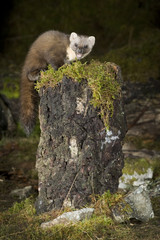 Pine Marten