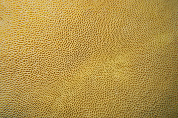 Goniastrea coral close-up, underwater marine life, Pacific ocean, New Caledonia
