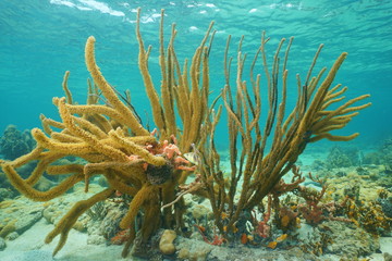 Gorgonian porous sea rod, soft coral, Pseudoplexaura, underwater on a shallow seabed, Caribbean sea, Mexico
