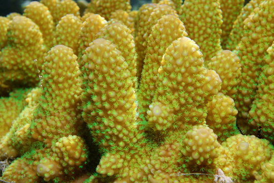 Finger coral close-up, Acropora humilis, Tahiti, Pacific ocean, French Polynesia
