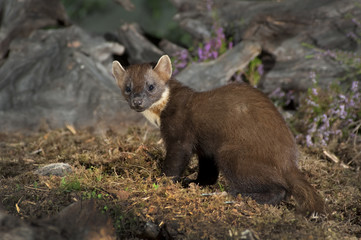 Pine Marten