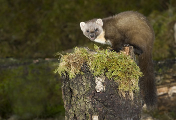 Pine Marten