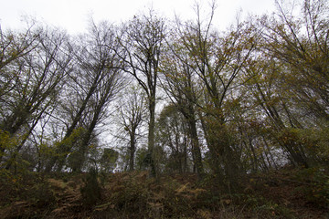 a place in the woods