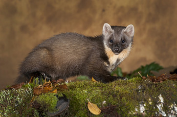 Pine Marten