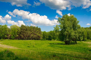 Fototapeta na wymiar Summer time landscape countryside sunny day.