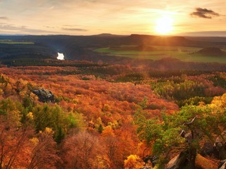 Fresh vivid colors of autumnal forest.  View over birch and pine forest