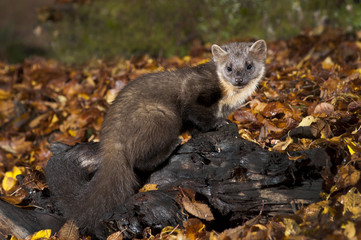 Pine Marten