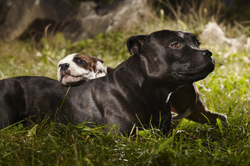 Relaxing adult Staffordshire bull terrier dog with little friend