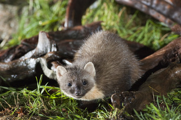 Pine Marten