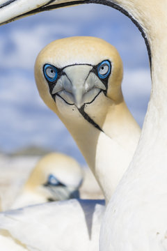 Cape Gannet looking at camera, West Coast National Park, South Africa