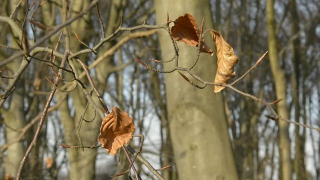 The last swinging red, yellow beech leaves – autumn background
