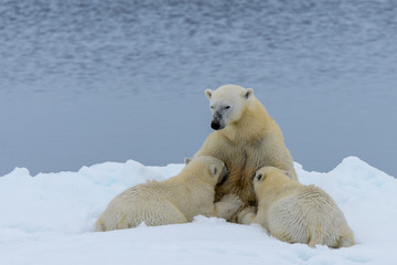 Obraz na płótnie Canvas Maternal moment of mother polar bear nursing her cubs