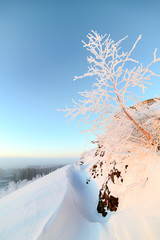 Dwarf birch growing on the mountainside.
