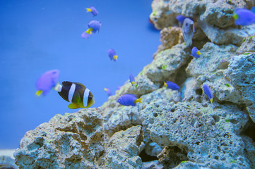 Fototapeta na wymiar Sea life: exotic tropical coral reef