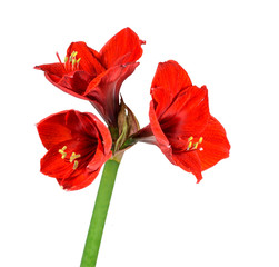 amaryllis on a white background
