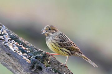 yellowhammer