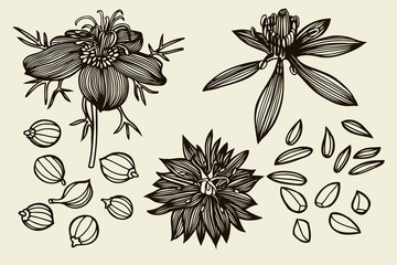 Sketch set of Nigella sativa flowers and leaves - 131707769