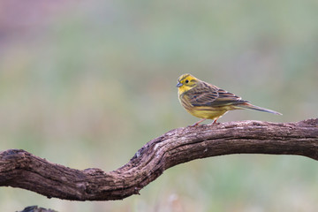 yellowhammer