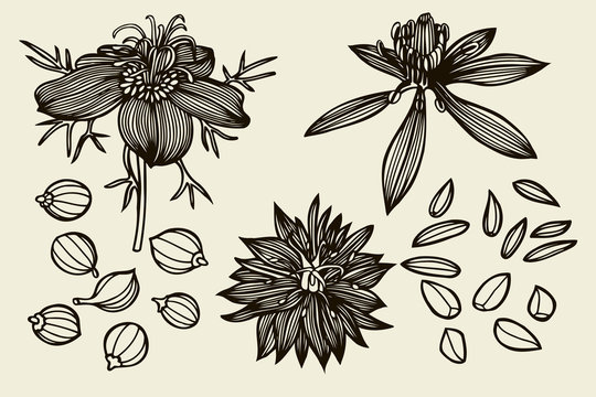 Sketch set of Nigella sativa flowers and leaves