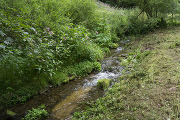 Fießender Wildbach, Bad Herrenalb, Schwarzwald,  Baden-Wuerttemberg, Deutschland, Europa