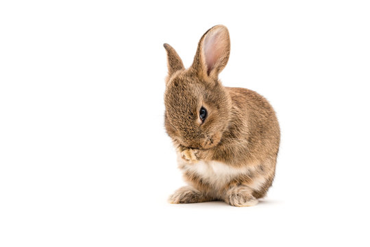 Isolated Image of a brown baby rabbit