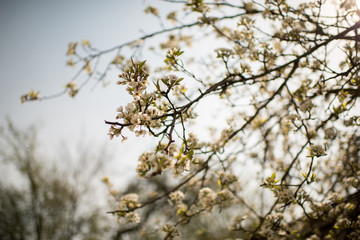 Blooming apple tree in spring time.