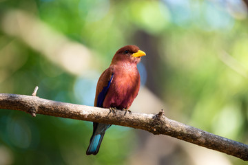 Bird Broad-billed Roller (Eurystomus glaucurus) Madagascar