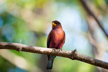 Bird Broad-billed Roller (Eurystomus glaucurus) Madagascar