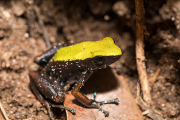black and yellow frog Climbing Mantella, Madagascar