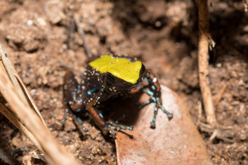 black and yellow frog Climbing Mantella, Madagascar