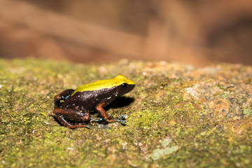 black and yellow frog Climbing Mantella, Madagascar