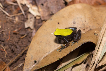 black and yellow frog Climbing Mantella, Madagascar