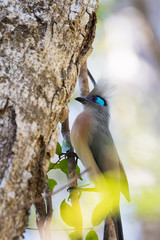 Crested coua bird (Coua cristata) Madagascar