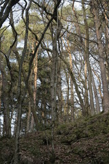 Wälder im Hotzenwald bei trübem Wetter