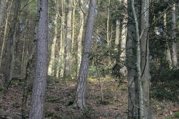 Wälder im Hotzenwald bei trübem Wetter