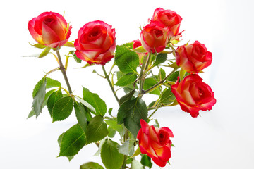 Red roses on a white background