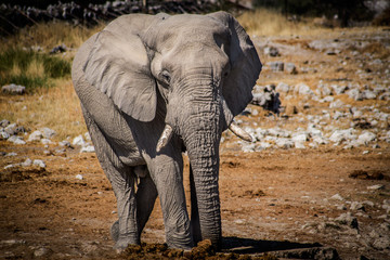 Elephant frontal