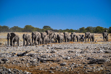 Elephant parade