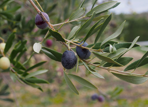Mediterranean classics  ripe Spanish green and black olives
