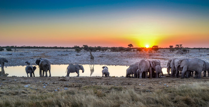 Elephant Herd Sunset Waterhole