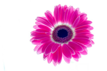 Gerbera on a white background
