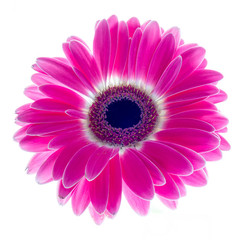 Gerbera on a white background