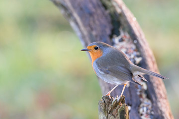 robin redbreast