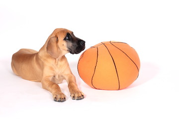 Puppy fawn Great Dane,German breed, in front of white background