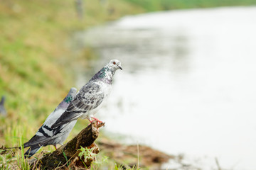 Dove - a bird of peace. Beautiful pigeon close up.City birds.