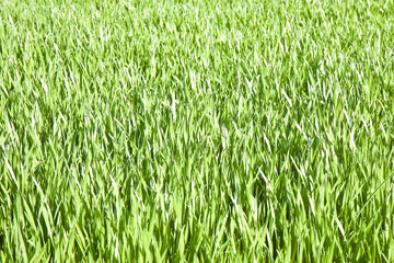 Green grass field backgrounds - image whit copy space