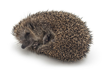 Isolated image of a cute spiky and balled up hedgehog