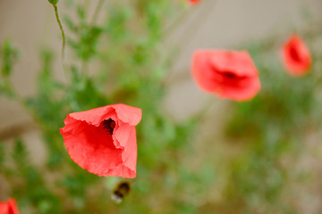 Red poppy flowers close up
